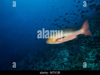 Red Reef Snapper, Lutjanus bohar, Bathala, Malediven, Indischer Ozean, Ari Atoll Stockfoto