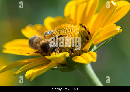 Nahaufnahme Makro der westlichen Honigbiene Apis mellifera auf gelbe Blume Nektar sammeln Stockfoto