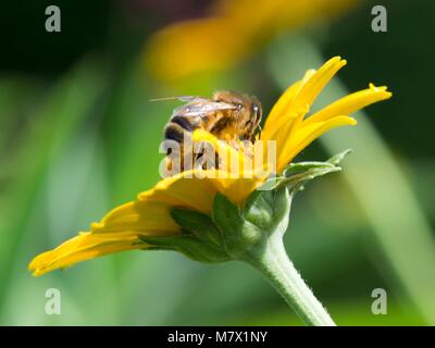 Nahaufnahme Makro der westlichen Honigbiene Apis mellifera auf gelbe Blume Nektar sammeln Stockfoto