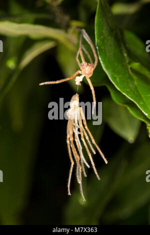 Eine Spinne, die Ihre Haut vergossen hat und das Warten auf die neue zu verhärten, Jungle Camp, neue O-Fluss Suriname Stockfoto