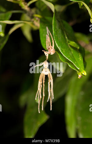 Eine Spinne, die Ihre Haut vergossen hat und das Warten auf die neue zu verhärten, Jungle Camp, neue O-Fluss Suriname Stockfoto