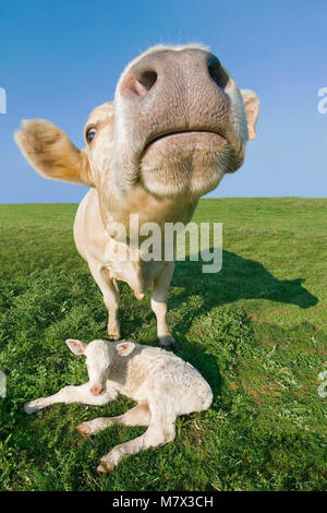 Kuh mit ihrem neugeborenen Kalb in ein Feld. Nahaufnahme des Fanges einer Kuh den Schutz seiner neugeborenen Kalb nach unten daneben liegen. Stockfoto