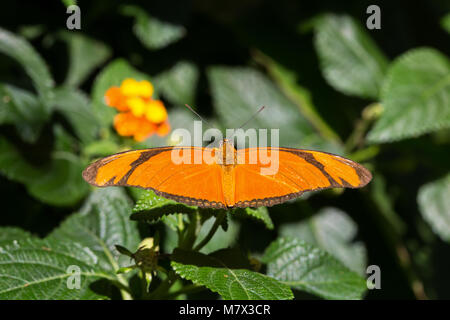 Schöne Julia Heliconian (Dryas Iulia) Schmetterling isoliert in der Natur Stockfoto