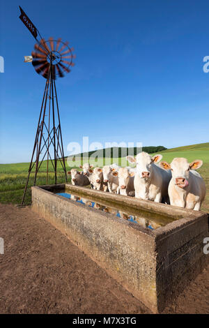 Charolais Rinder vor einem Trog mit reinem Wasser durch ein Windrad gepumpt, und blauer Himmel im Hintergrund. Stockfoto