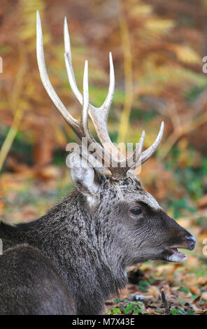 Sika Hirschen während der Brunft ruht. Arne, Dorset, Großbritannien November Stockfoto