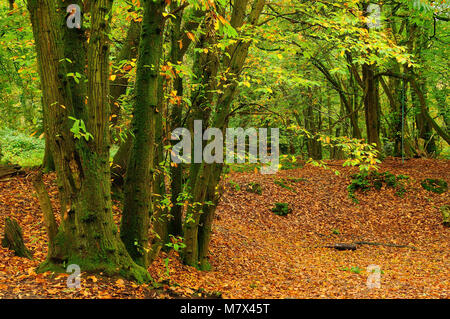 Süße Kastanien im Herbst, thorncombe Holz, Dorset, Großbritannien. Stockfoto