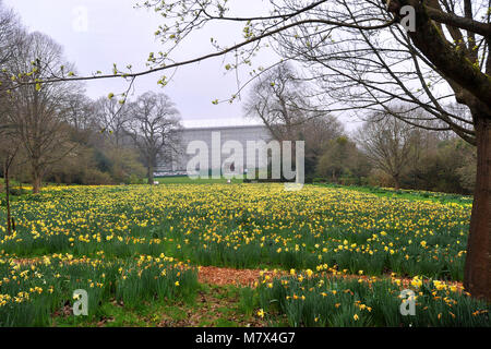 Clandon Park House, West Clandon, Guildford - Bilder von einem Feld von Narzissen an Clandon Park der Gärten, die in voller Blüte stehen, Freitag, den 24. März 2017. Stockfoto