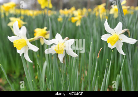 Clandon Park House, West Clandon, Guildford - Bilder von einem Feld von Narzissen an Clandon Park der Gärten, die in voller Blüte stehen, Freitag, den 24. März 2017. Stockfoto