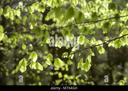 Der Frühling ist da und der Sommer ist auf dem Weg. Anfang Mai Feiertag Sonnenschein in Alderley Edge Wald. 4. Mai 2015. Stockfoto