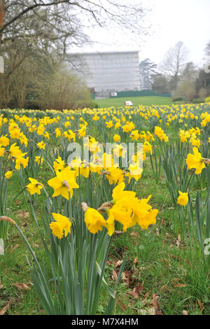 Clandon Park House, West Clandon, Guildford - Bilder von einem Feld von Narzissen an Clandon Park der Gärten, die in voller Blüte stehen, Freitag, den 24. März 2017. Stockfoto