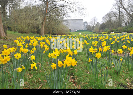 Clandon Park House, West Clandon, Guildford - Bilder von einem Feld von Narzissen an Clandon Park der Gärten, die in voller Blüte stehen, Freitag, den 24. März 2017. Stockfoto