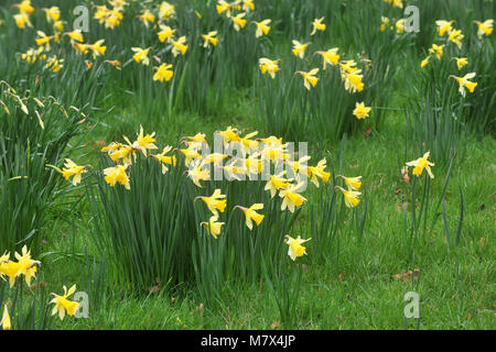 Clandon Park House, West Clandon, Guildford - Bilder von einem Feld von Narzissen an Clandon Park der Gärten, die in voller Blüte stehen, Freitag, den 24. März 2017. Stockfoto