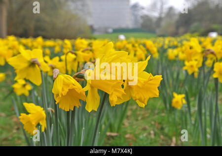 Clandon Park House, West Clandon, Guildford - Bilder von einem Feld von Narzissen an Clandon Park der Gärten, die in voller Blüte stehen, Freitag, den 24. März 2017. Stockfoto