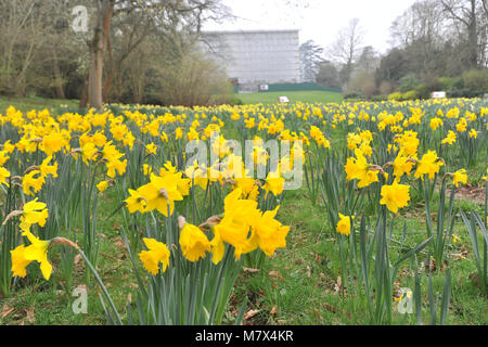 Clandon Park House, West Clandon, Guildford - Bilder von einem Feld von Narzissen an Clandon Park der Gärten, die in voller Blüte stehen, Freitag, den 24. März 2017. Stockfoto