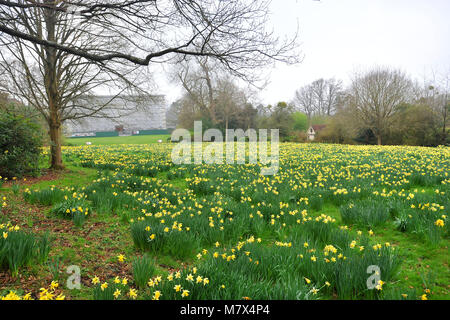 Clandon Park House, West Clandon, Guildford - Bilder von einem Feld von Narzissen an Clandon Park der Gärten, die in voller Blüte stehen, Freitag, den 24. März 2017. Stockfoto