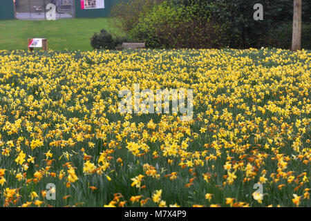 Clandon Park House, West Clandon, Guildford - Bilder von einem Feld von Narzissen an Clandon Park der Gärten, die in voller Blüte stehen, Freitag, den 24. März 2017. Stockfoto