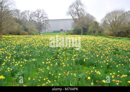 Clandon Park House, West Clandon, Guildford - Bilder von einem Feld von Narzissen an Clandon Park der Gärten, die in voller Blüte stehen, Freitag, den 24. März 2017. Stockfoto