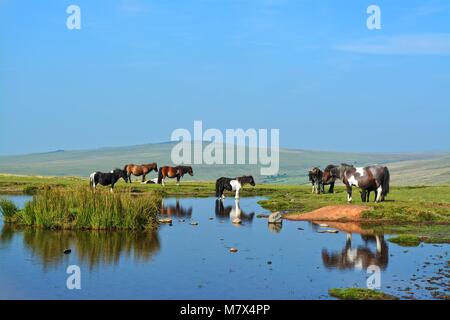 Dartmoor Pony und Fohlen grasen in Dartmoor National Park - Devon, England - Ponys und Fohlen im September (Sommer) Stockfoto