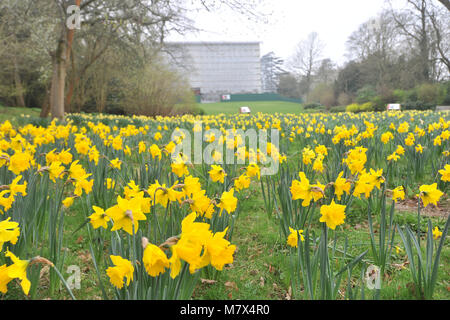 Clandon Park House, West Clandon, Guildford - Bilder von einem Feld von Narzissen an Clandon Park der Gärten, die in voller Blüte stehen, Freitag, den 24. März 2017. Stockfoto