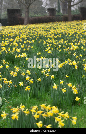 Clandon Park House, West Clandon, Guildford - Bilder von einem Feld von Narzissen an Clandon Park der Gärten, die in voller Blüte stehen, Freitag, den 24. März 2017. Stockfoto