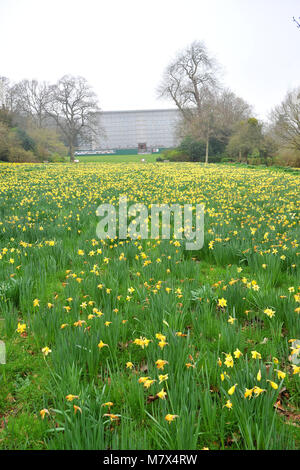 Clandon Park House, West Clandon, Guildford - Bilder von einem Feld von Narzissen an Clandon Park der Gärten, die in voller Blüte stehen, Freitag, den 24. März 2017. Stockfoto