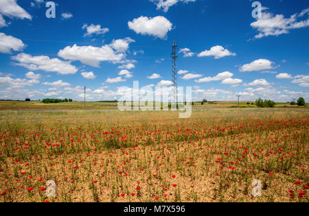 Schöne Mohnblumen Felder mit hoher Spannung powerline Sendemast unter einem blauen bewölkten Himmel Stockfoto