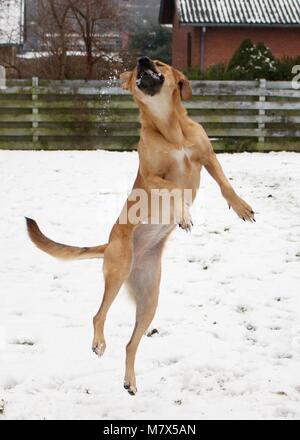 Im Schnee spielen Stockfoto