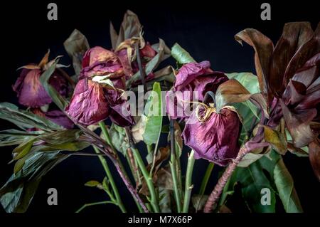 Ein paar vertrocknete, Toten rote Rosen auf schwarzem Hintergrund Stockfoto