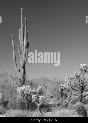 Arizona Wüste Szenen in Schwarz und Weiß östlich von Mesa, Arizona. Stockfoto