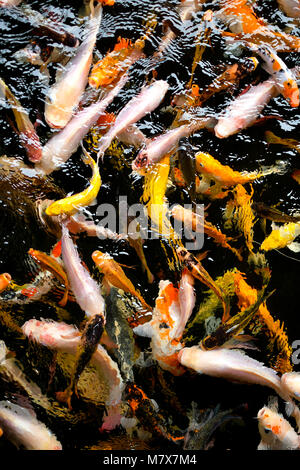 Kio schwimmen in Gruppen Stockfoto