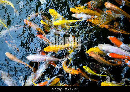 Kio schwimmen in Gruppen Stockfoto