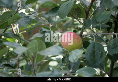 Rote Äpfel am Baum im Obstgarten am Morgen bei Sonnenaufgang mit Tau vor Kommissionierung Royal Gala, Stockfoto