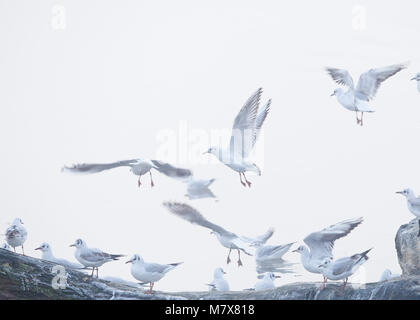 Möwen im Flug auf misty morning, Möwen im Nebel Stockfoto