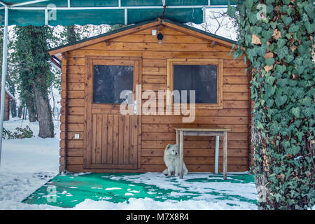 Serbien - ein wenig mutt Hund sitzt vor der Kabinentür Stockfoto