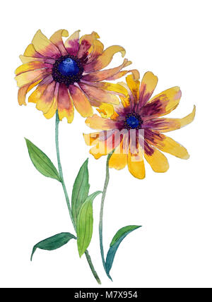 Aquarell Malerei Rudbeckien, gelbe Daisy, Echinacea Blume auf weißem Hintergrund Stockfoto