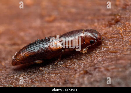 Sehr kleine Käfer vielleicht (Rhizophagus dispar) in der Familie Monotomidae, auf der Unterseite der Baumrinde in Woodland. Tipperary, Irland Stockfoto