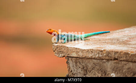 Kenianische Rock (Agama Agama lionotus) ruht auf Steinfliesen in Ngutuni Safari Lodge, Kenia Stockfoto