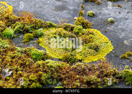 Grüne Algen auf schiefer Dachziegel Stockfoto