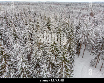 Die immergrünen Bäume sind schön, wenn im Schnee Stockfoto