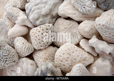 Haufen Kieselsteine auf Buche mit interessanten Mustern, hellen Creme Farben, coral Pebbles Stockfoto