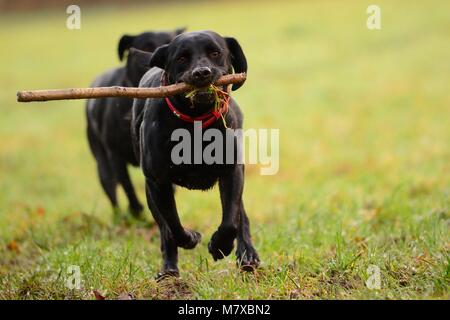 Zwei junge schwarze Labradors spielt mit einem Stock in den Garten Stockfoto