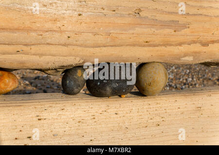 Kiefer groyne mit Kieselsteinen, die Lücken durch die Kraft der Wellen blockiert, am Strand in Bexhill-on-Sea, East Sussex, England Stockfoto