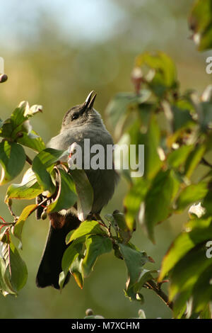 Ein graues catbird Sitzen auf einem Ast Stockfoto