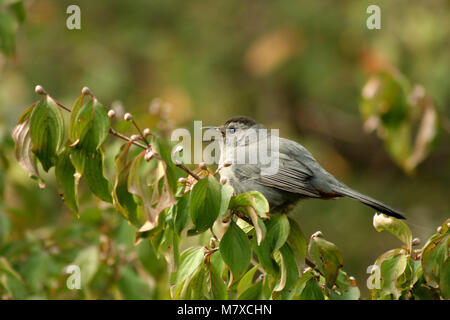 Ein graues catbird Sitzen auf einem Ast Stockfoto