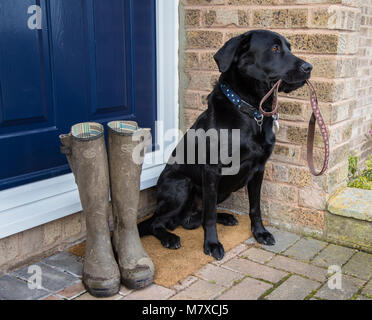 Ein schwarzer Labrador sitzt auf einer Tür, die einen Hund führen. Ein paar schlammige Gummistiefel sind neben ihm bereit für seine Besitzer für einen Hund zu tragen. Stockfoto