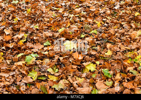 Buntes Herbstlaub auf dem Boden Stockfoto