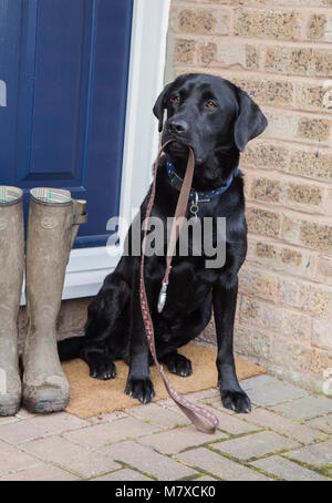 Ein schwarzer Labrador sitzt auf einer Tür, die einen Hund führen. Ein paar schlammige Gummistiefel sind neben ihm bereit für seine Besitzer für einen Hund zu tragen. Stockfoto