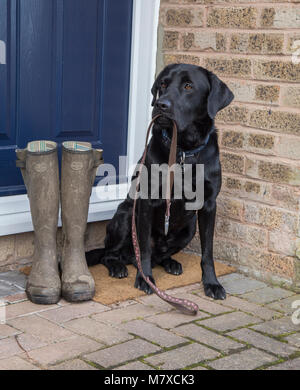 Ein schwarzer Labrador sitzt auf einer Tür, die einen Hund führen. Ein paar schlammige Gummistiefel sind neben ihm bereit für seine Besitzer für einen Hund zu tragen. Stockfoto