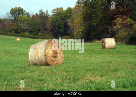 Heu Rollen in ein grünes Feld mit Bäumen Stockfoto