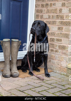 Ein schwarzer Labrador sitzt auf einer Tür, die einen Hund führen. Ein paar schlammige Gummistiefel sind neben ihm bereit für seine Besitzer für einen Hund zu tragen. Stockfoto